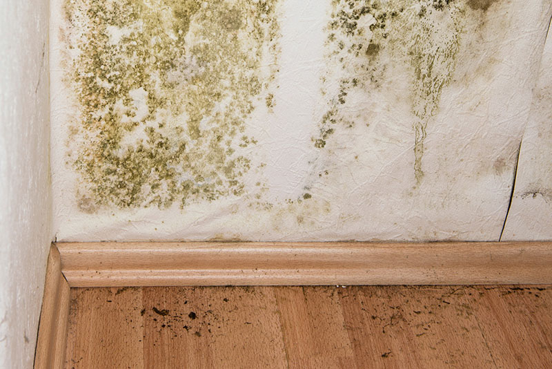 تشخیص نشتی لوله آب از قارچ یا کپک روی دیوار غیر مرتبط با حمام