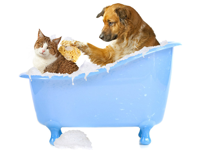 وسایل مورد نیاز برای شستن حیوان خانگی