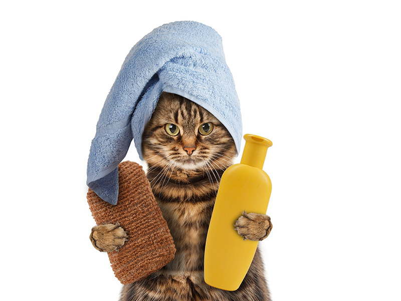 شستن گربه خانگی
