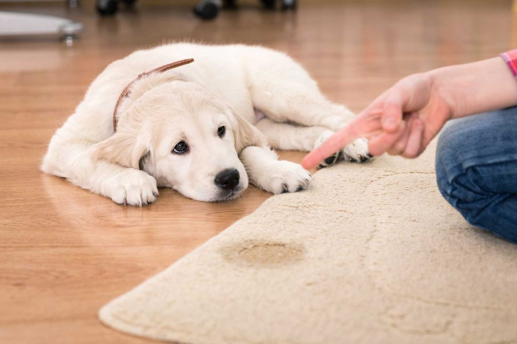 لکه و بوی ادرار حیوانات خانگی روی فرش