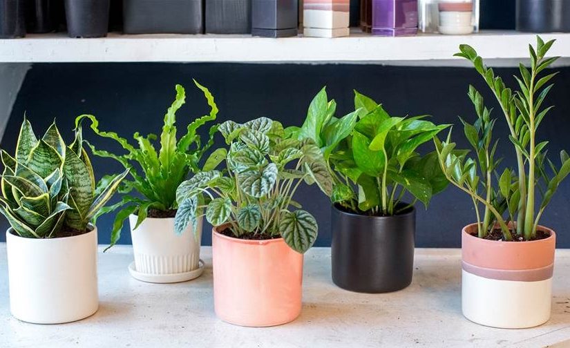 گیاهان آپارتمانی مناسب برای اتاق خواب