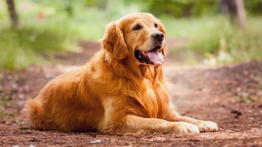 بهترین سگ خانگی گلدن رتریور (Golden Retriever)