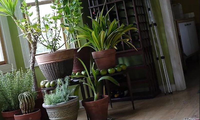 houseplant تمیز کردن برگ گیاهان آپارتمانی و نکات مربوط به آن