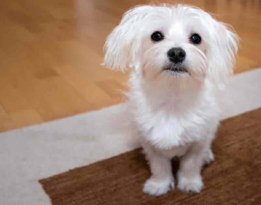 بهترین سگ برای آپارتمان چیست مالتیز (Maltese)