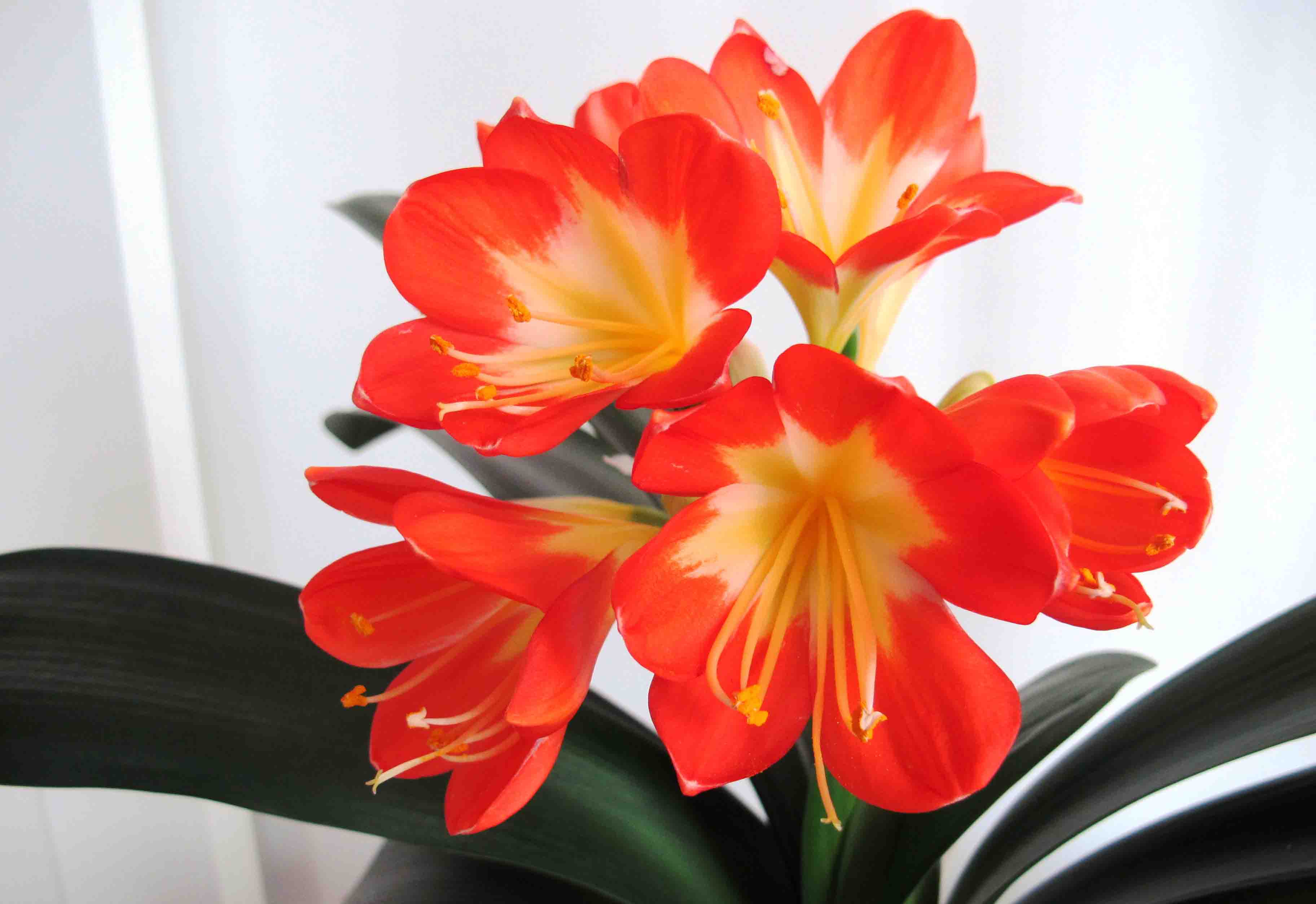 هر ساقه گل خورشیدی می‌تواند حداکثر 20 گل نارنجی متمایل به سرخ یا زرد داشته باشد.