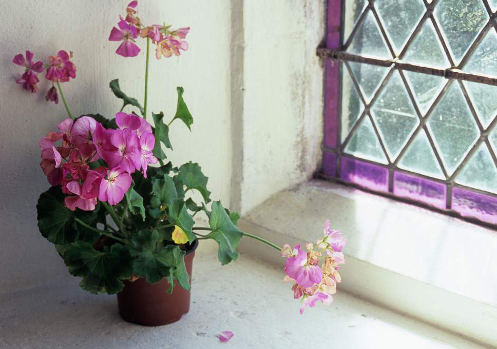 شمعدانی‌ها از جمله گیاهان آپارتمانی گلدار و خاطره‌انگیز هستند