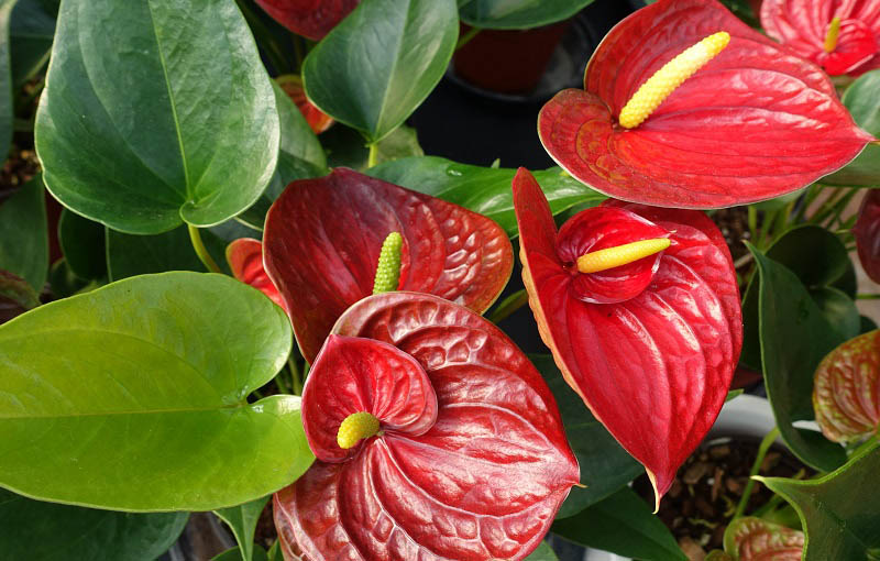 گل آنتوریوم را می‌توانید در رنگ‌های صورتی، قرمز، بنفش کمرنگ و سپید بیابید که برای دو یا چند ماه دوام دارند. 