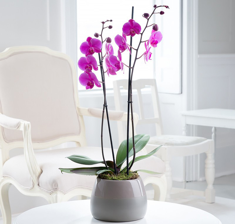 راهنمای کامل نگهداری از گل ارکیده در خانه
