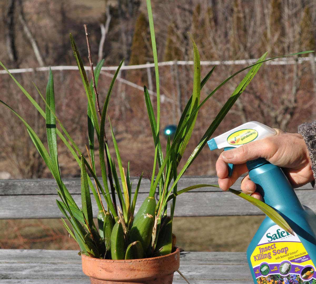 حین تمیز کردن گیاهان باید مراقب باشید تا به آنها آسیبی نرسد و همینطور در تابش مستقیم آفتاب گیاه را خیس نکنید چون قطره آب مانند ذره بین عمل کرده و گیاه را زیر گرمای خورسید میسوزاند.