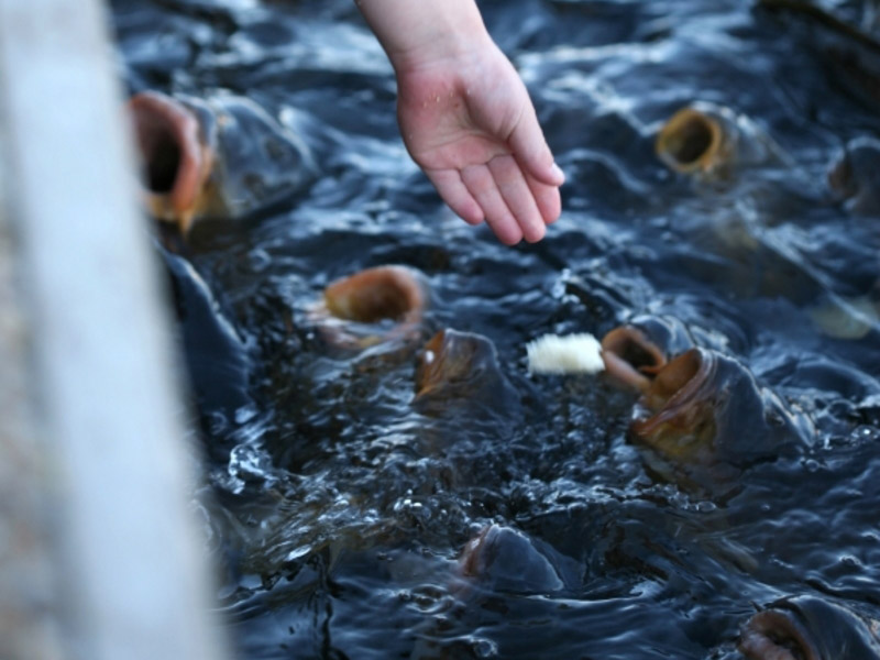 آب استخر پرورش ماهی باید همواره در مقابل ورود مواد شیمیایی و اجسام خارجی کنترل شود