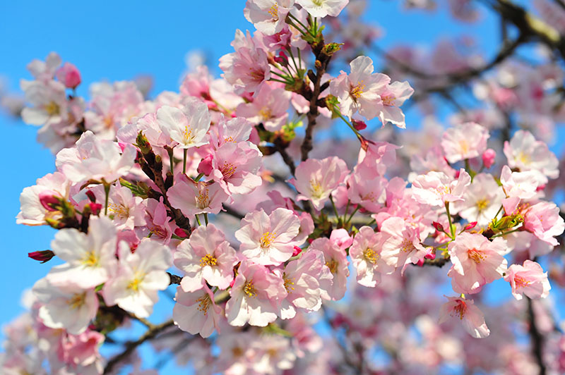 شکوفه‌های گیلاس به عنوان نماد عشق سلامتی در فنگ شویی مورد استفاده قرار می‌گیرند.