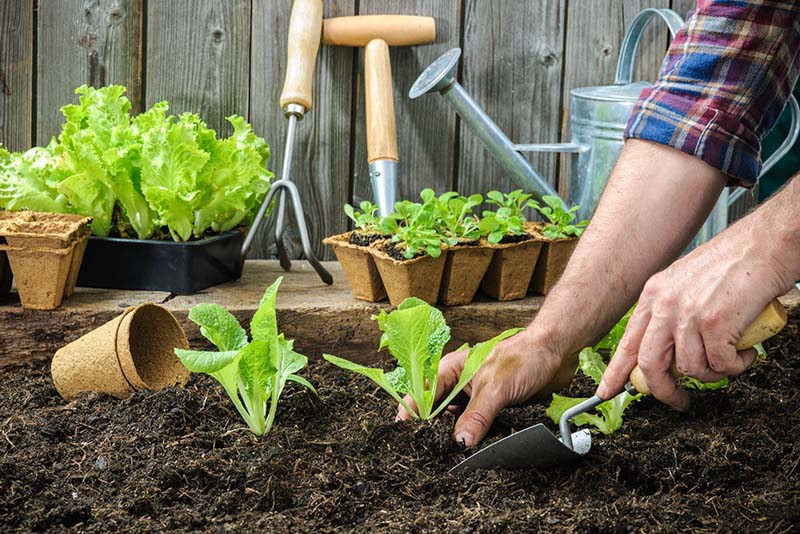 اگر به سبزی‌کاری علاقه دارید، می‌توانید باغچه‌ای جداگانه و حصارکشی شده درست کنید و آن را به کاشتن سبزی اختصاص دهید.