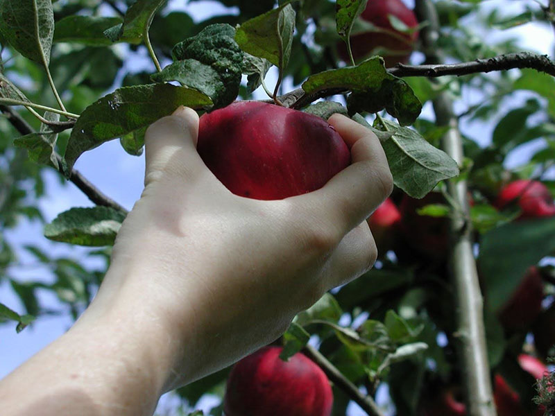 وجود درختان میوه در باغ موجب می‌شود تا لذت چیدن میوه از درختان ویلای خودتان را تجربه کنید.