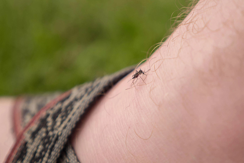 آیا ویروس کرونا از طریق نیش حشرات منتقل می‌شود؟