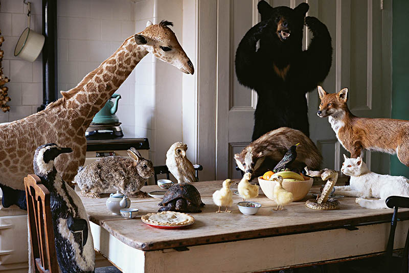 چند حیوان تاکسیدرمی شده در آشپزخانه قدیمی